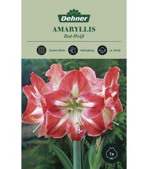 Dehner Blumenzwiebel Amaryllis 'Rot-Weiß', 1 Stk., Rot, Weiß