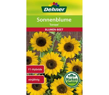 Dehner Samen Sonnenblume 'Soraya'