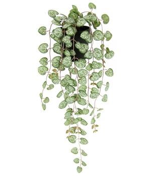 I.GE.A. Kunstpflanze Leuchterblume im Kunststoff-Topf, ca. H23 cm