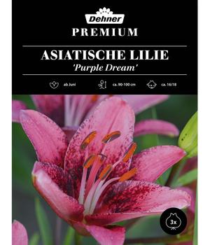 Dehner Premium Blumenzwiebel Lilie 'Purple Dream', 3 Stk.