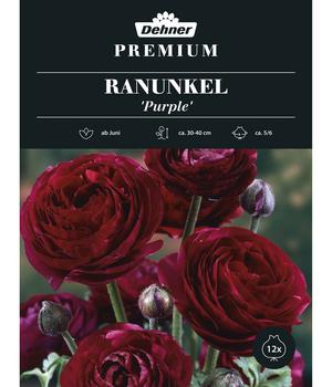 Dehner Premium Blumenzwiebel Ranunkel 'Purple', 12 Stk., Purpurrot