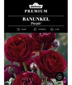 Dehner Premium Blumenzwiebel Ranunkel 'Purple', 12 Stk.