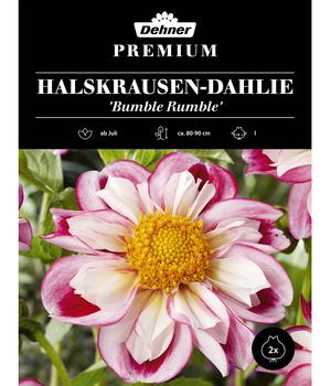 Dehner Premium Blumenzwiebel Halskrausen-Dahlie 'Bumble Rumble', 2 Stk.