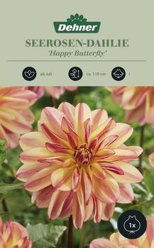 Dehner Blumenzwiebel Seerosen-Dahlie 'Happy Butterfly', 1 Stk.