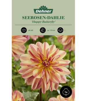 Dehner Blumenzwiebel Seerosen-Dahlie 'Happy Butterfly', 1 Stk.