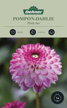 Dehner Blumenzwiebel Pompon-Dahlie 'Pink Isa', 1 Stk.