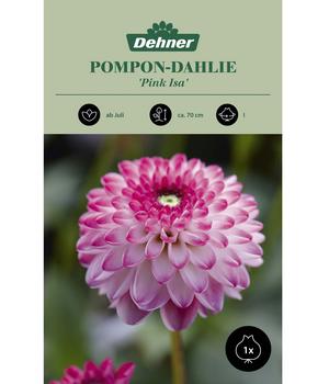 Dehner Blumenzwiebel Pompon-Dahlie 'Pink Isa', 1 Stk.