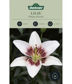 Dehner Blumenzwiebel Lilie 'White Pixels', 2 Stk., Weiß, Braun