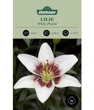 Dehner Blumenzwiebel Lilie 'White Pixels', 2 Stk.