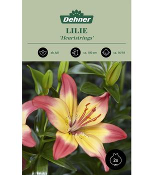 Dehner Blumenzwiebel Lilie 'Heartstrings', 2 Stk.