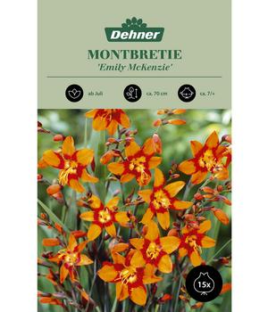 Dehner Blumenzwiebel Montbretie 'Emily McKenzie', 15 Stk.