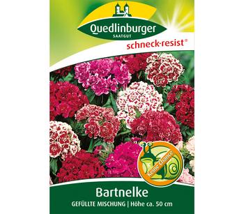 Quedlinburger Samen Bartnelke 'Gefüllte Mischung'
