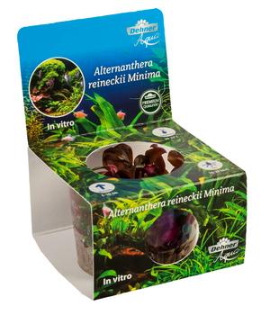 Dehner Aqua Premium Mini-Papageienblatt In vitro - Alternanthera reineckii Mini, Rot