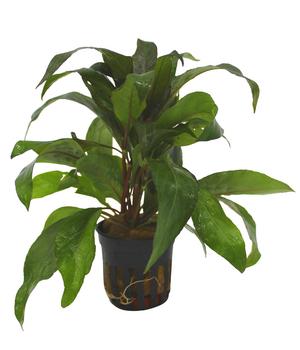 Dehner Aqua Thailändischer Wasserfreund - Hygrophila Siamensis