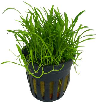 Dehner Aqua Brasilianische Graspflanze - Lilaeopsis brasiliensis