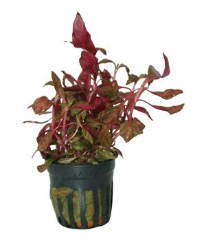 Dehner Aqua Kleines rosanerviges Papageienblatt - Alternanthera Reineckii rosanervig