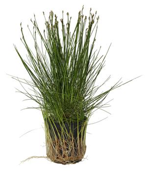 Dehner Aqua Nadel-Sumpfbinse - Eleocharis acicularis