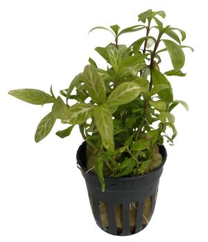 Dehner Aqua Rosablättriger Wasserfreund - Hygrophila polysperma rosa