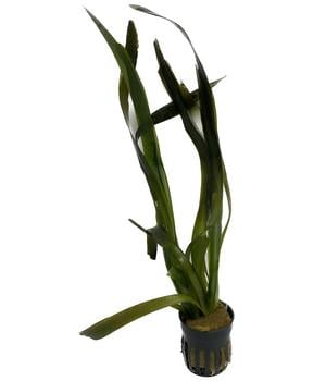 Dehner Aqua Riesenvallisnerie - Vallisneria americana gigantea