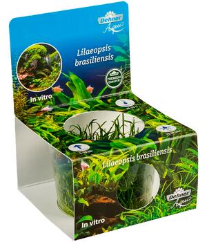 Dehner Aqua Premium Brasilianische Graspflanze In vitro - Lilaeopsis brasiliensis