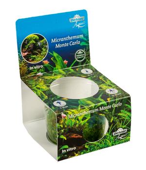 Dehner Aqua Premium Montecarlo Perlenkraut In vitro - Micranthemum montecarlo