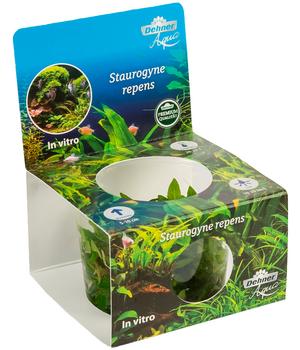 Dehner Aqua Premium Kriechende Staurogyne In vitro - Staurogyne repens