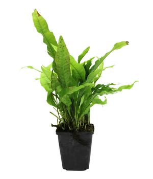 Dehner Aqua Premium Javafarn - Microsorum pteropus