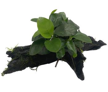 Dehner Aqua Premium Zwergspeerblatt auf Wurzel - Anubias barteri var. Nana