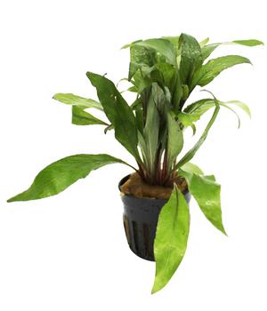 Dehner Aqua Premium Riesen-Wasserfreund - Hygrophila angustifolia