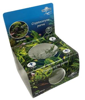Dehner Aqua Premium Zwergwasserkelch In vitro - Cryptocoryne parva