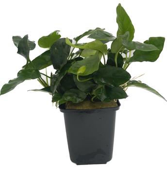 Dehner Aqua Premium Zwergspeerblatt - Anubias barteri var. Nana XL