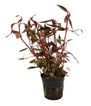 Dehner Aqua Kleines Papageienblatt - Alternanthera reineckii