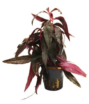 Dehner Aqua Sitzendes Papageienblatt - Alternanthera sessilis