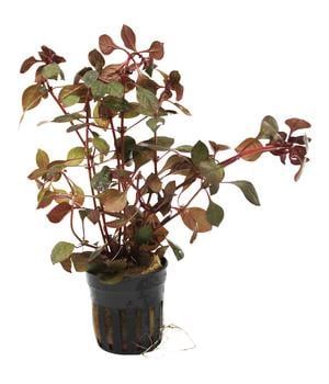 Dehner Aqua Rubin-Ludwigie - Ludwigia repens rubin