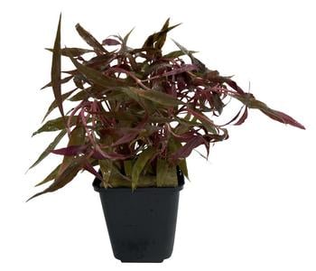 Dehner Aqua Premium Kleines Papageienblatt - Alternanthera reineckii pink XL