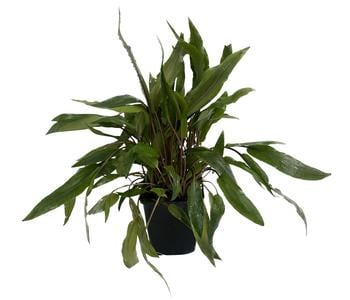 Dehner Aqua Premium Wendtscher Wasserkelch - Cryptocoryne wendtii XL