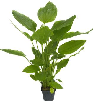 Dehner Aqua Premium Argentinischer Froschlöffel XL - Echinodorus argentinensis