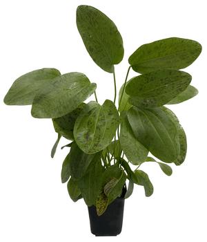 Dehner Aqua Premium Ozelot-Schwertpflanze - Echinodorus Ozelot XL
