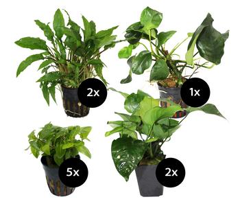 Dehner Aqua Premium Aquarienpflanzen-Set für Start 60, 10-teilig, Grün / Rot