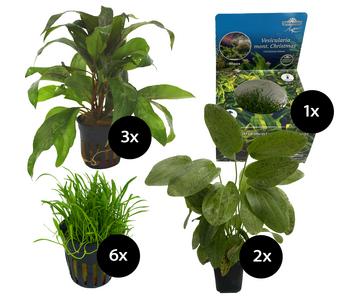 Dehner Aqua Aquarienpflanzen-Set für Dehner Aqua Start 80, 12-teilig