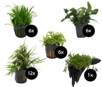 Dehner Aqua Premium Aquarienpflanzen-Set für Dehner Aqua Premium ProLine 100, 31-teilig