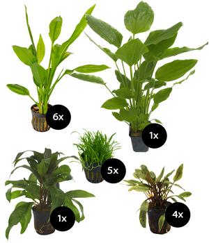 Dehner Aqua Premium Aquarienpflanzen-Set für JUWEL® AQUARIUM Rio 125 LED, 17-teilig