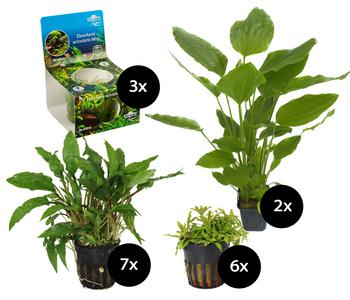 Dehner Aqua Premium Aquarienpflanzen-Set für JUWEL® AQUARIUM Lido 120 LED, 18-teilig