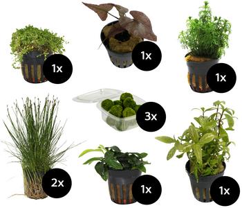 Dehner Aqua Aquarienpflanzen-Set für Nano-Aquarien, 10-teilig