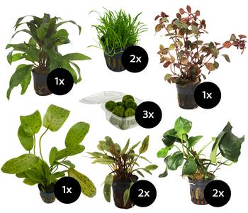 Dehner Aqua Aquarienpflanzen-Set für 60 Liter-Aquarien Einsteiger, 12-teilig