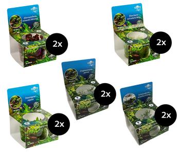 Dehner Aqua Premium Aquarienpflanzen-Set Vordergrund- & Bodendeckerpflanzen In vitro, 10-teilig