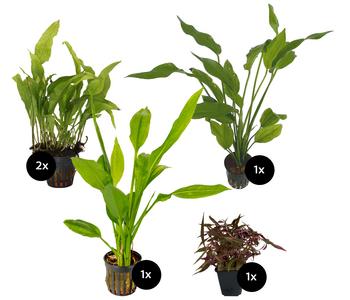 Dehner Aqua Premium Aquarienpflanzen-Set Hintergrundbepflanzung, 5-teilig