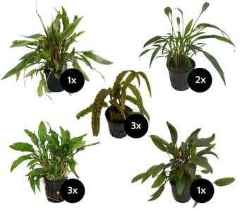 Dehner Aqua Premium Aquarienpflanzen-Set Cryptocorynen-Mix, 10-teilig
