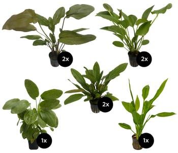 Dehner Aqua Premium Aquarienpflanzen-Set Echinodorus-Mix, 8-teilig