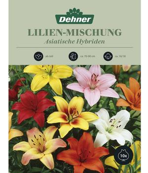 Dehner Blumenzwiebel Lilien-Mischung 'Asiatische Hybriden', 10 Stk.